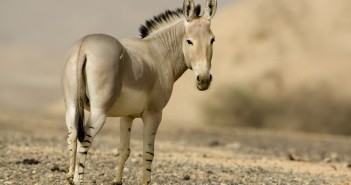 www.animalsglobe
