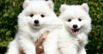 doggy-puppy.ru
