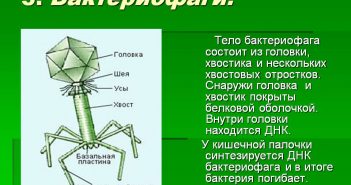 900 презентаций