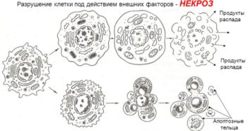MyShared.ru