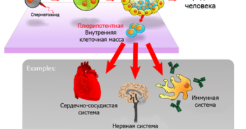 https://ru.wikipedia.org/wiki/%D0%AD%D0%BC%D0%B1%D1%80%D0%B8%D0%BE%D0%BD%D0%B0%D0%BB%D1%8C%D0%BD%D1%8B%D0%B5_%D1%81%D1%82%D0%B2%D0%BE%D0%BB%D0%BE%D0%B2%D1%8B%D0%B5_%D0%BA%D0%BB%D0%B5%D1%82%D0%BA%D0%B8