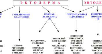 Студопедия-