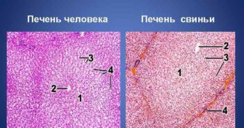 Разрешены клинические испытания печени свиньи, как органа для пересадки человеку