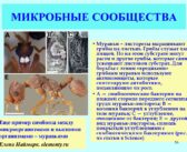 В трудные времена микробные сообщества отказываются от кооперации и спасаются «по одному»