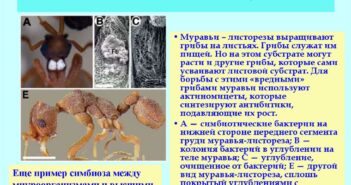 В трудные времена микробные сообщества отказываются от кооперации и спасаются «по одному»