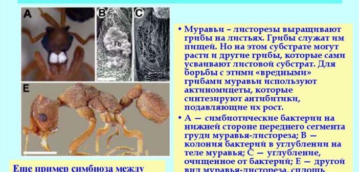 В трудные времена микробные сообщества отказываются от кооперации и спасаются «по одному»