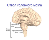 В стволе головного мозга нашли клетки, которые управляют иммунным ответом во всем теле