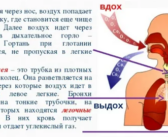 Личность человека можно точно установить по его дыханию