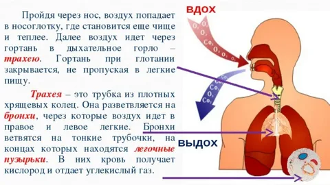 Личность человека можно точно установить по его дыханию