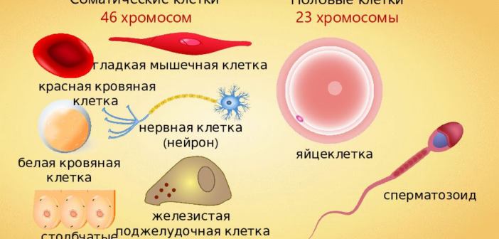 Исследователи создали высококачественные стволовые клетки собак из мочи